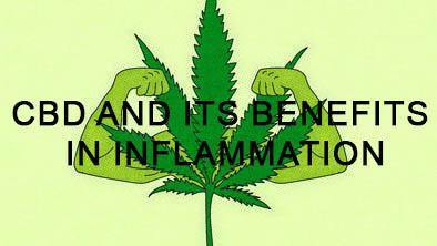 CBD and its Benefits in Inflammation - No1 CBD