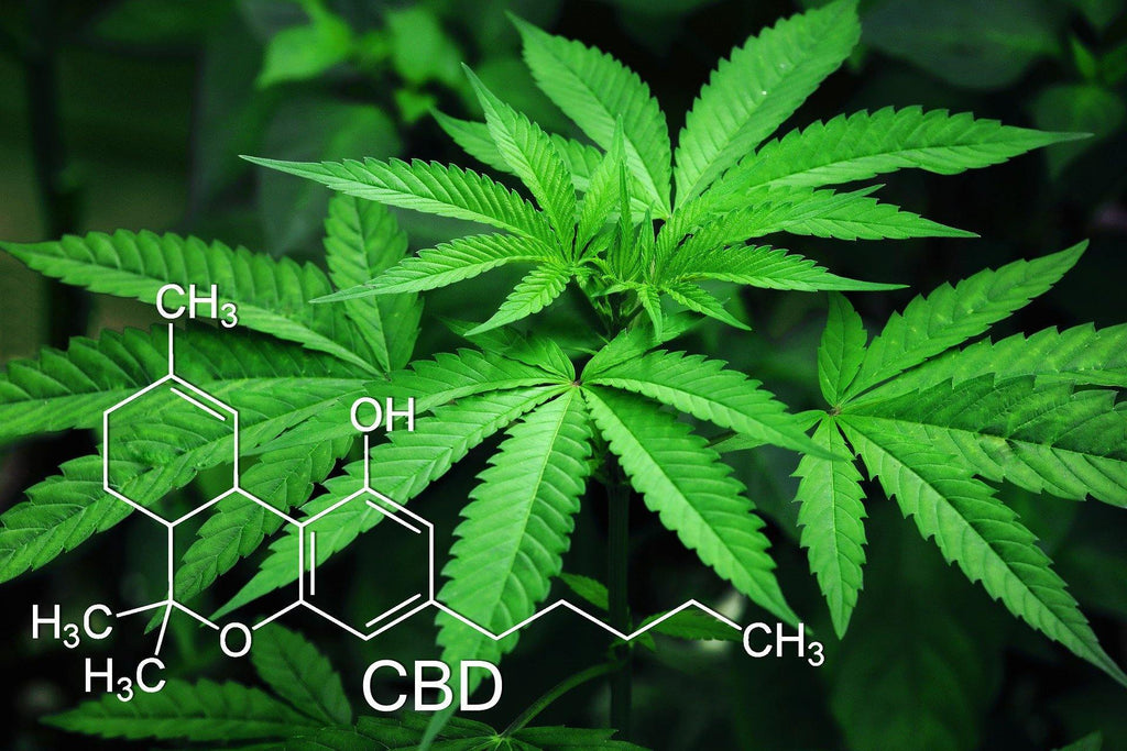 WHAT IS THE BEST WAY TO USE CBD? - No1 CBD
